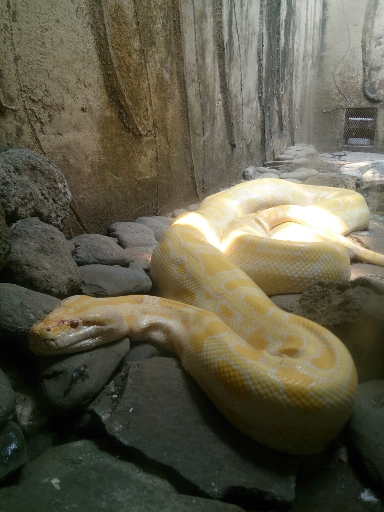 I am not sure. But I guess its a Burmese python. 😄