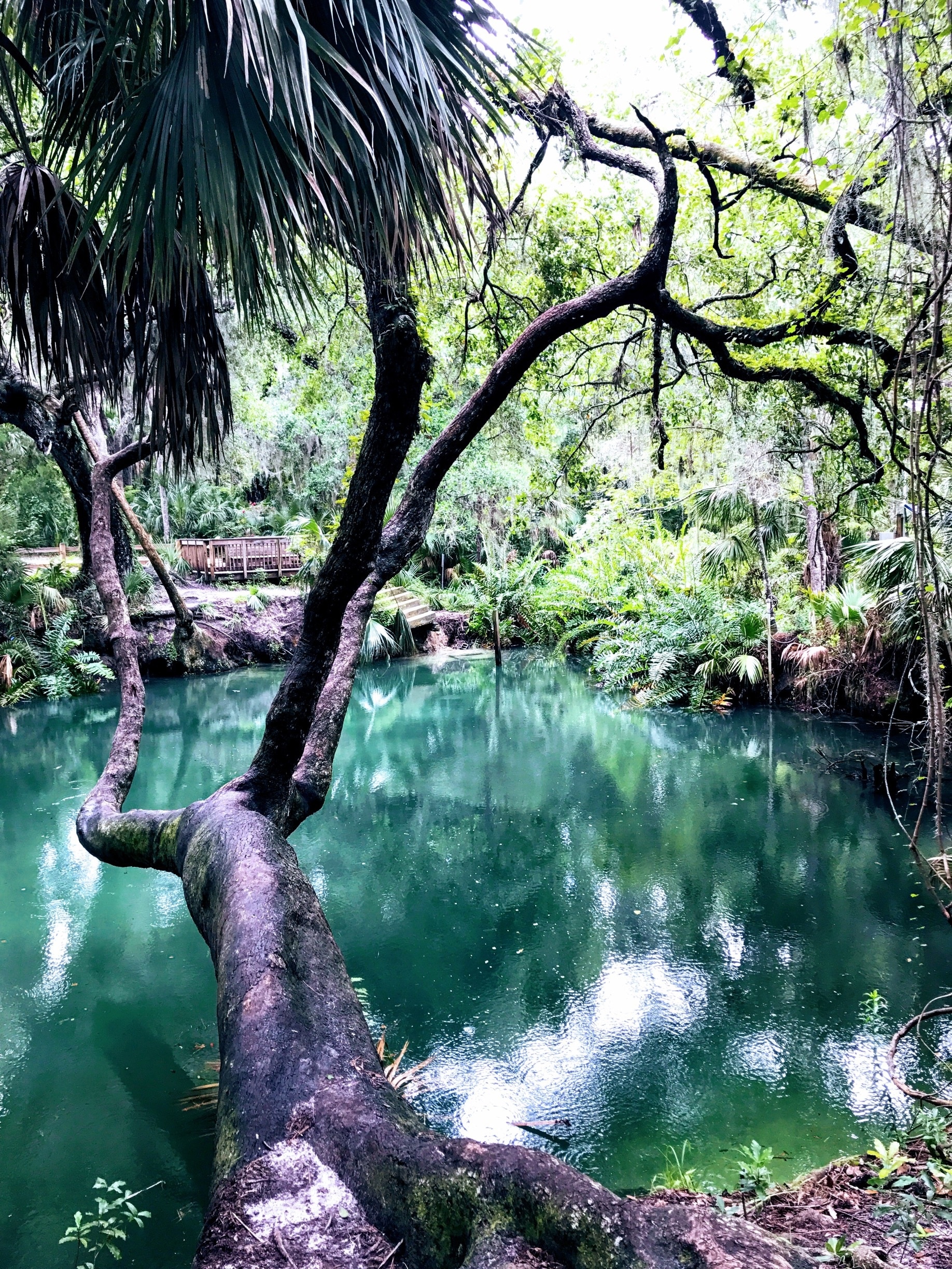 People spend thousands of dollars to visit theme parks but this natural beauty Green Springs is the real deal.  Back in the early 1900’s tourists came to visit this spring and swim. The sulphuric water was believed to have medicinal healing powers.  #GreatOutdoors