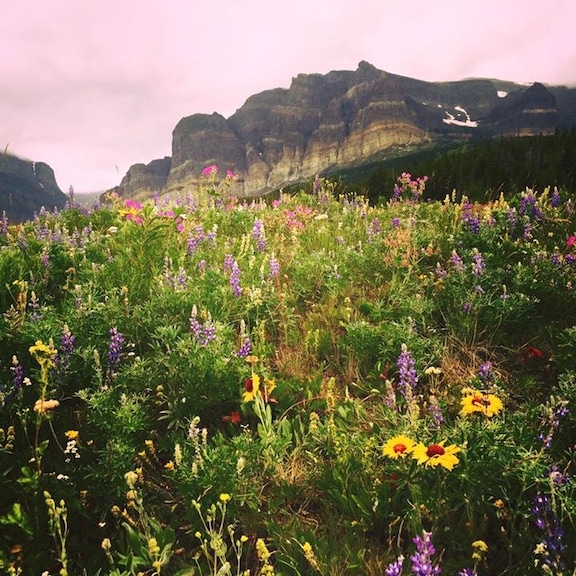 Amazing flowers at Many Glaciers