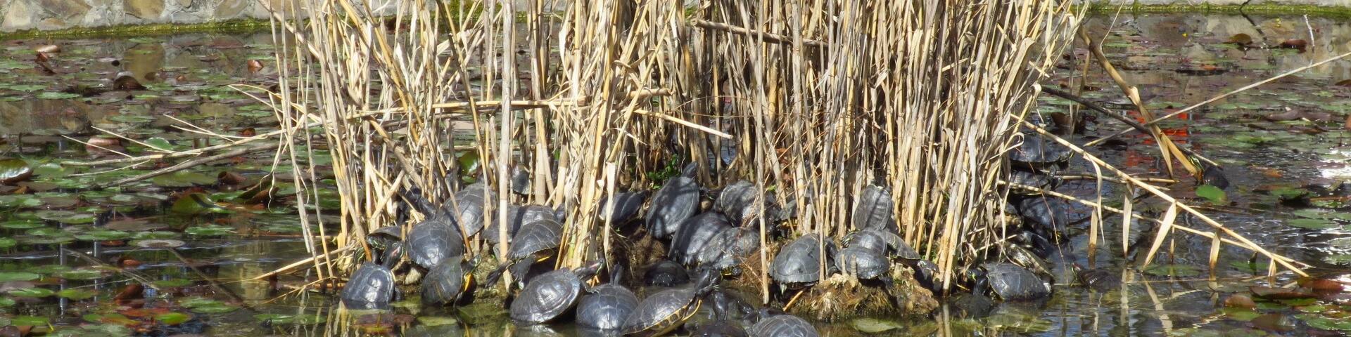 Turtle colony in warm waters of Baile Felix Spa resort
#wildlife