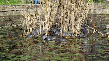 Turtle colony in warm waters of Baile Felix Spa resort



#wildlife