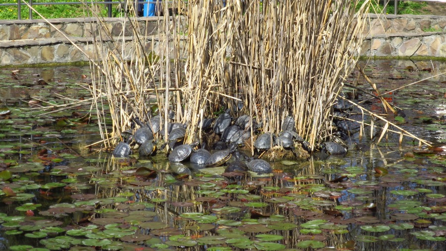 Turtle colony in warm waters of Baile Felix Spa resort
#wildlife