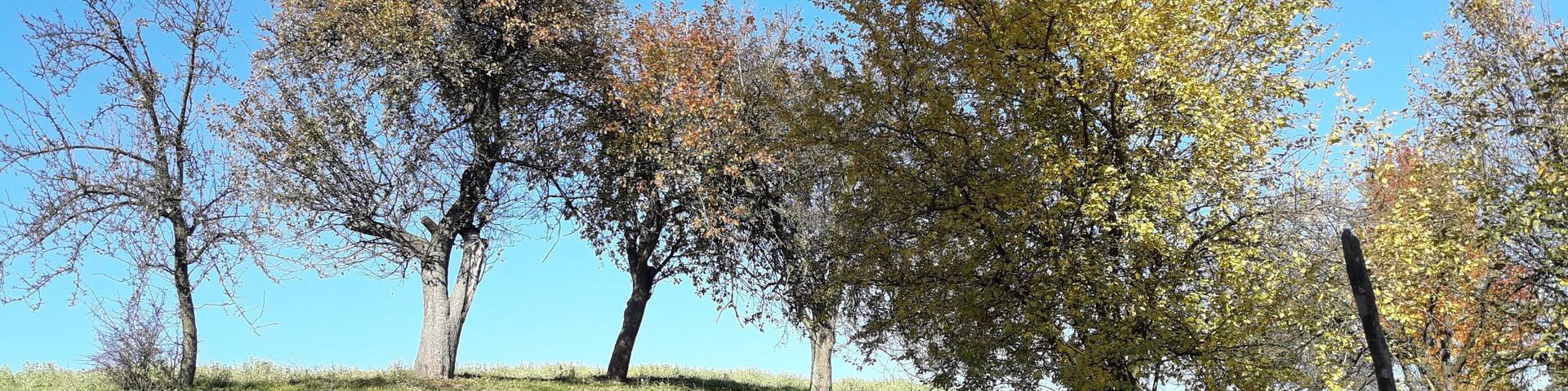 Countryside in Poland. It's my childhood memory #orchard #LifeAtExpedia In the middle of nowhere...