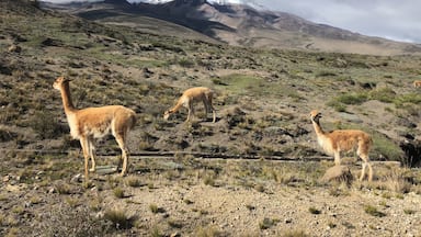 Lots of wild vicuña here near the road with Chimborazo volcano behind