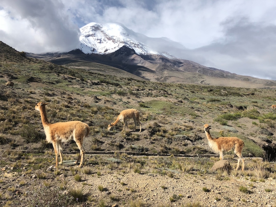 Lots of wild vicuña here near the road with Chimborazo volcano behind