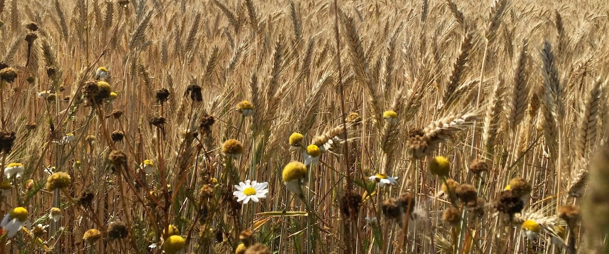 Wheat fields on the walk to Muskan Lake from Overfors Street in Ösmo, Sweden.