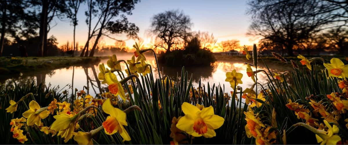Every year in September the Mabin family open their front paddocks to the public to let them explore ( and pick from ) their daffodils.  They do this for free and all money raised from the sale of the daffodils goes to the Plunket Society