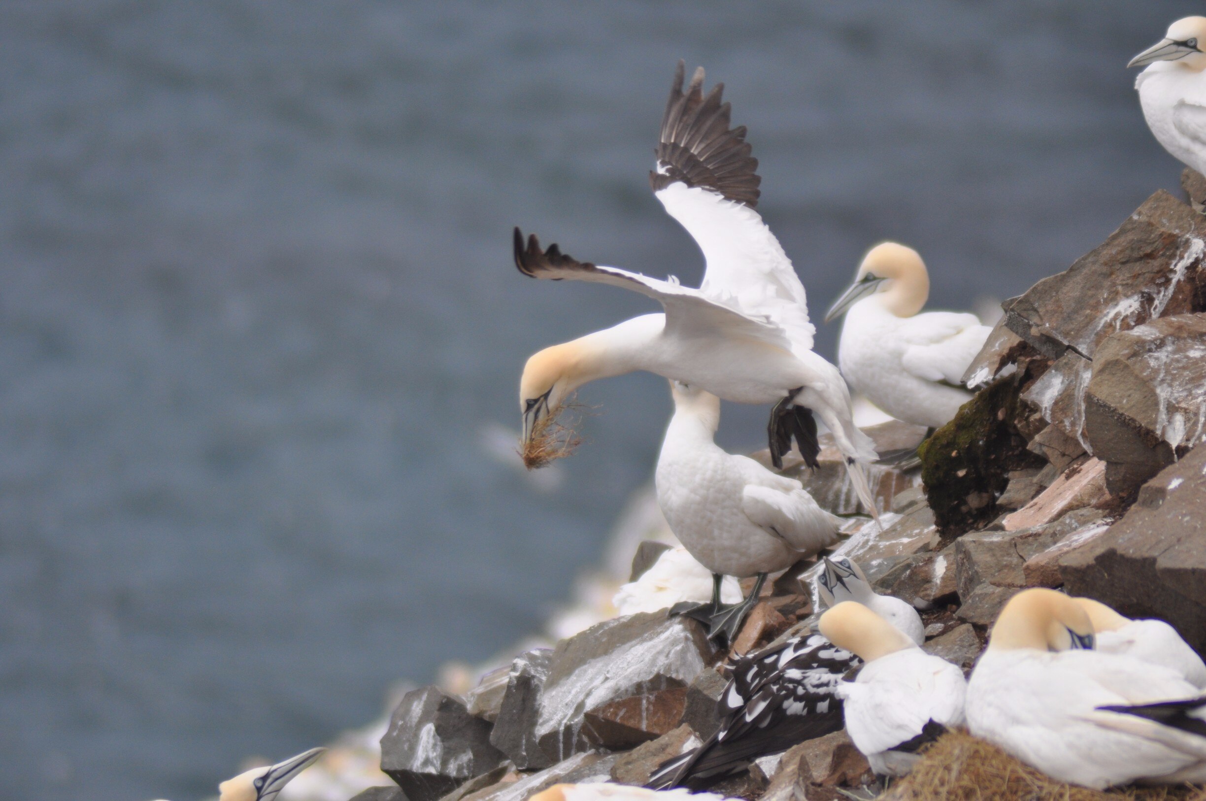 Cape St. Mary's Ecological Reserve Vacation Rentals & more Vrbo