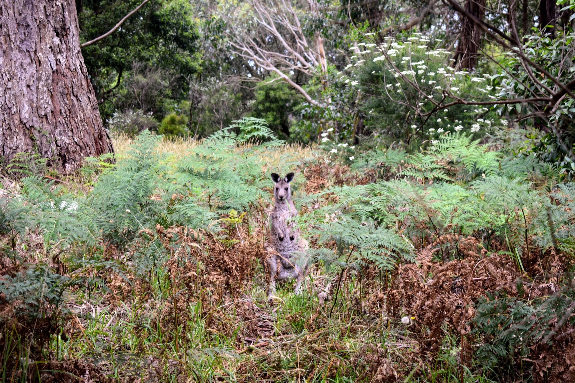 Stumbled upon this little roo in Arthur's Seat State Park on the Mornington Peninsula last week. He just might be the cutest roo I've seen yet... Almost like he was posing for my camera. #kangaroo #wildlife #australia #morningtonpeninsula #victoriaaustralia