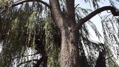 #Green

Beautiful tree. Alden, MI