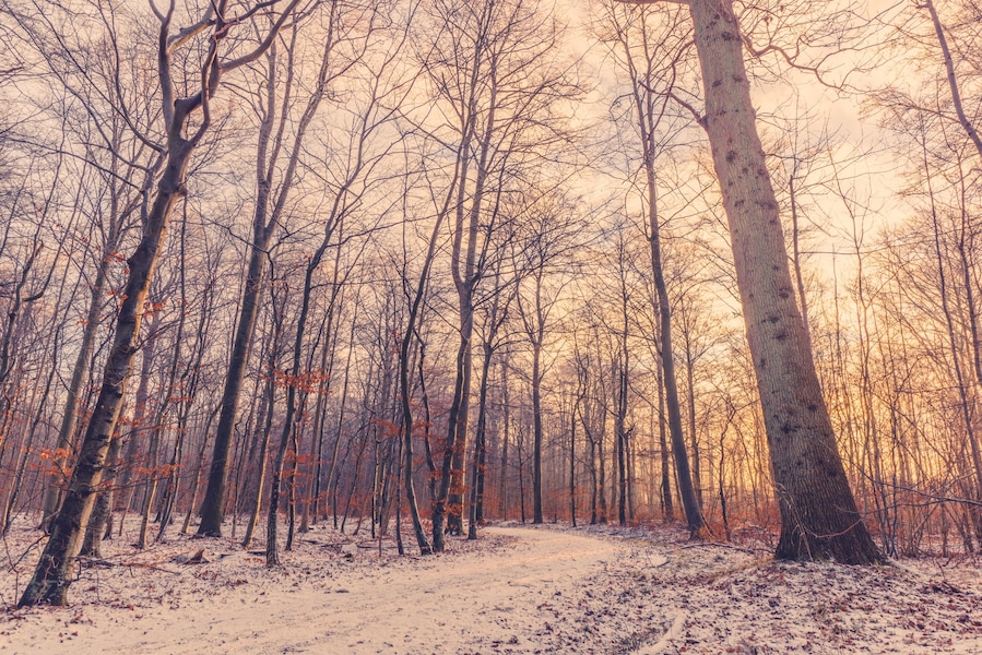 Small fairytale forest with a castle just outside Horsens, close to the fjord.