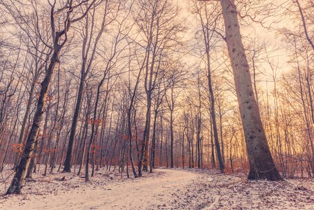 Small fairytale forest with a castle just outside Horsens, close to the fjord.