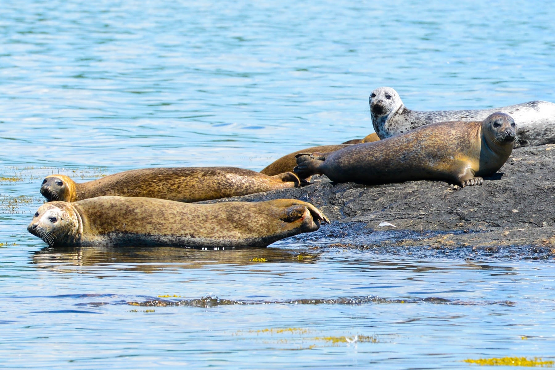 A boat ride in Blue Hill Bay offered us a chance to catch these Harbor Seals sunning themselves. 