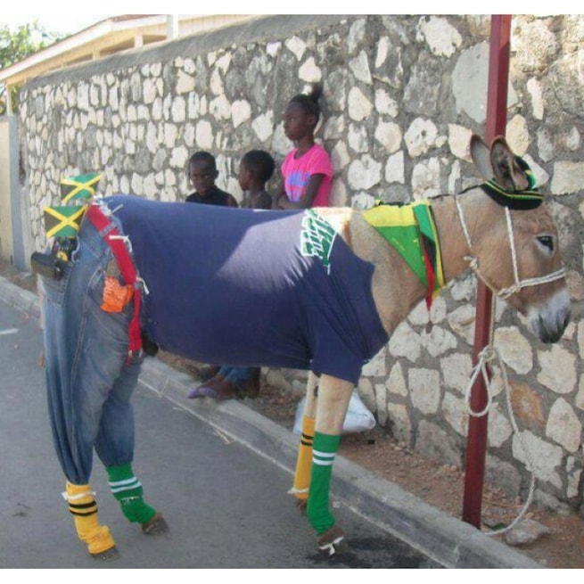 Only in Jamaica! A dressed up donkey displaying the Jamaican national flag in conjunction with the Nation 50th anniversary celebration of independence.