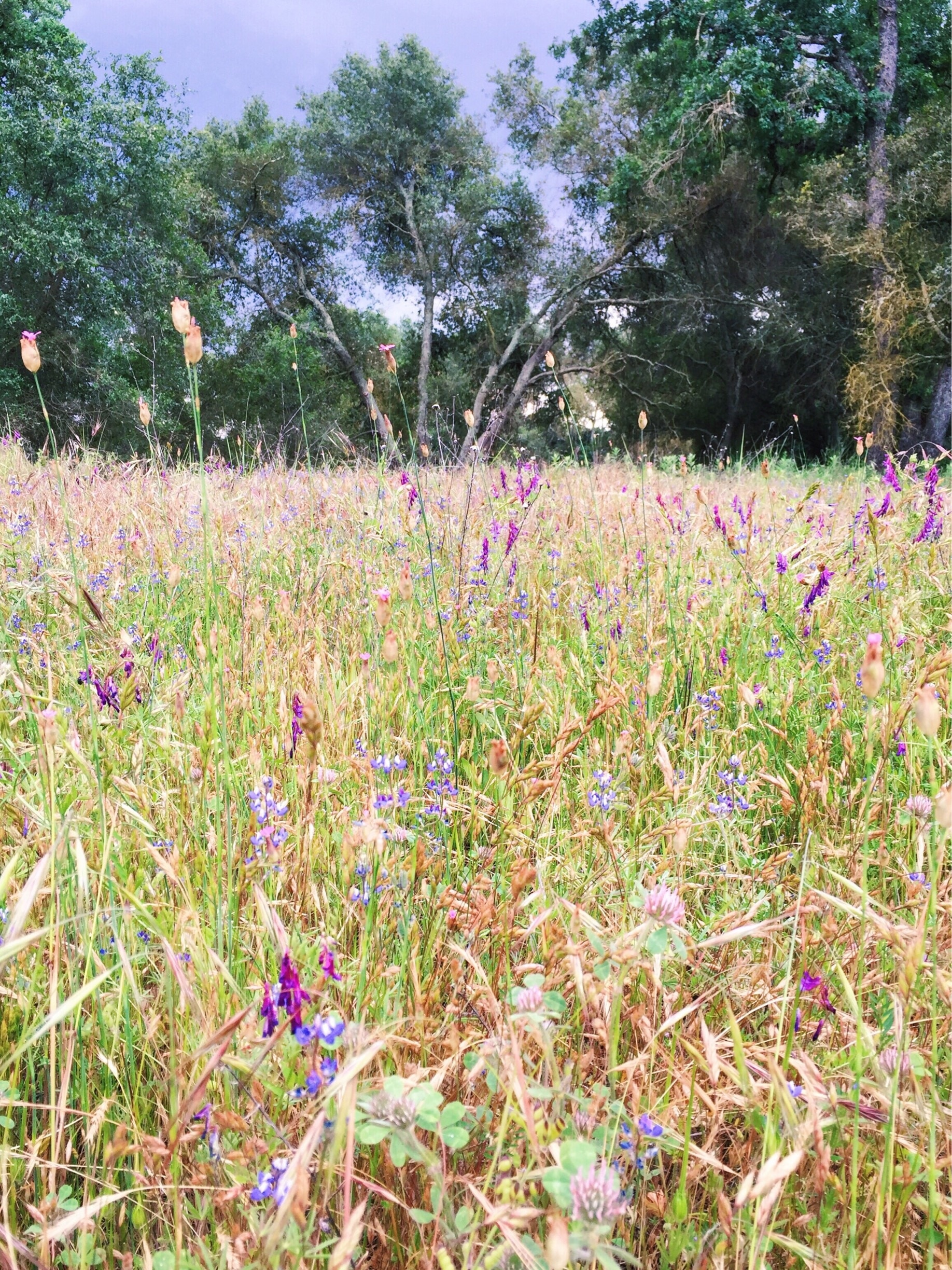 The wildflowers are blooming right now at the Effie Yeaw Nature Center near Sacramento! Take a walk around the paths and head down to the river! 
More on www.ajauntwithjoy.com