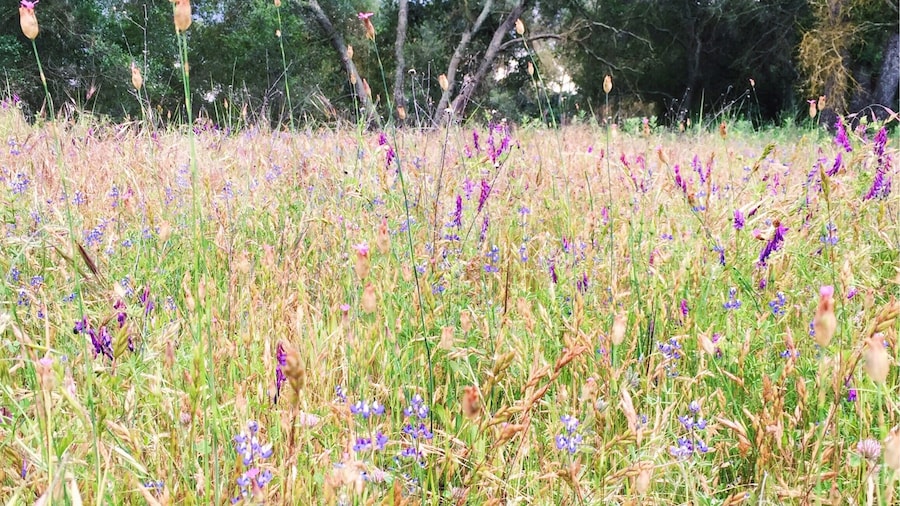 The wildflowers are blooming right now at the Effie Yeaw Nature Center near Sacramento! Take a walk around the paths and head down to the river!
More on www.ajauntwithjoy.com