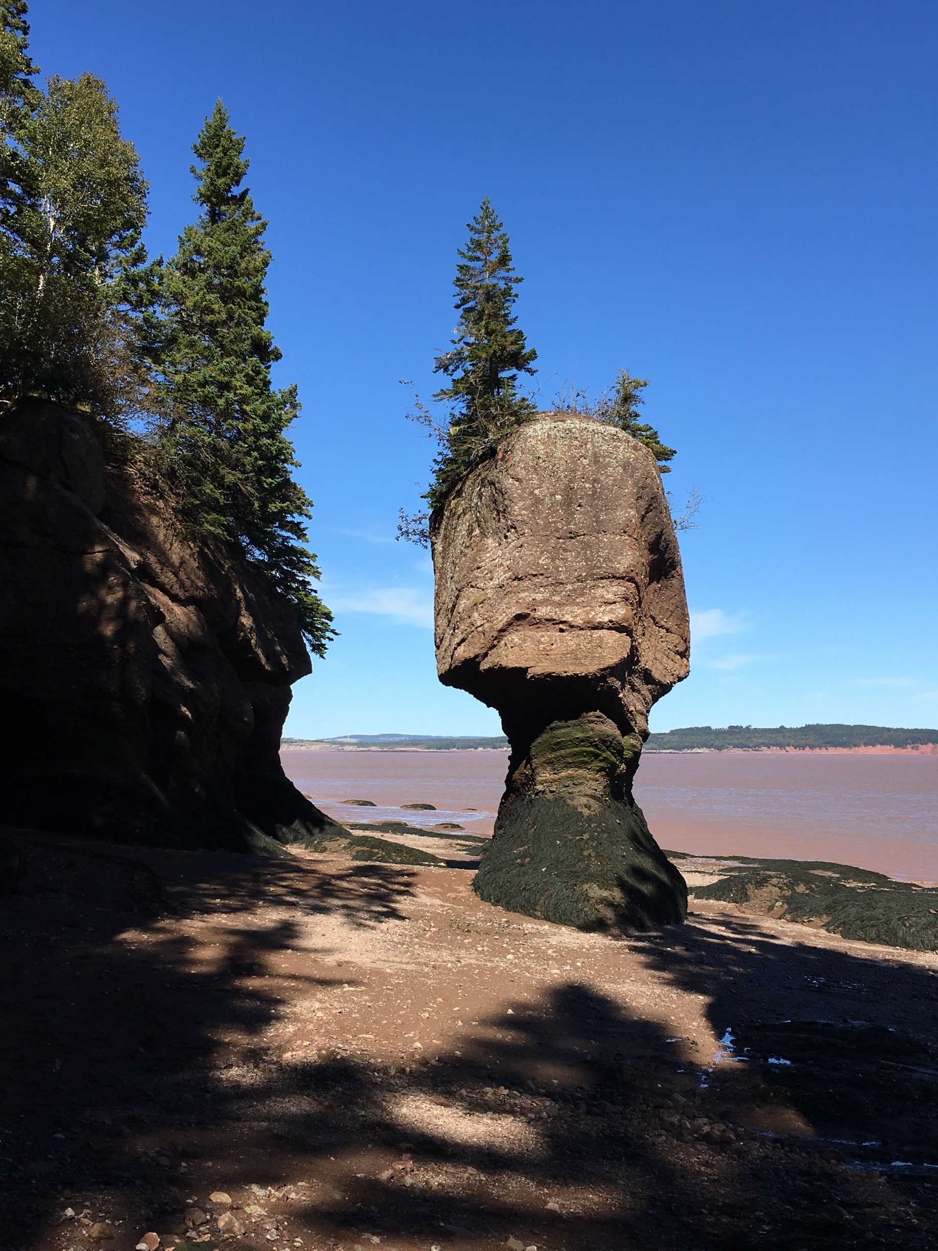 are dogs allowed at hopewell rocks novascotis