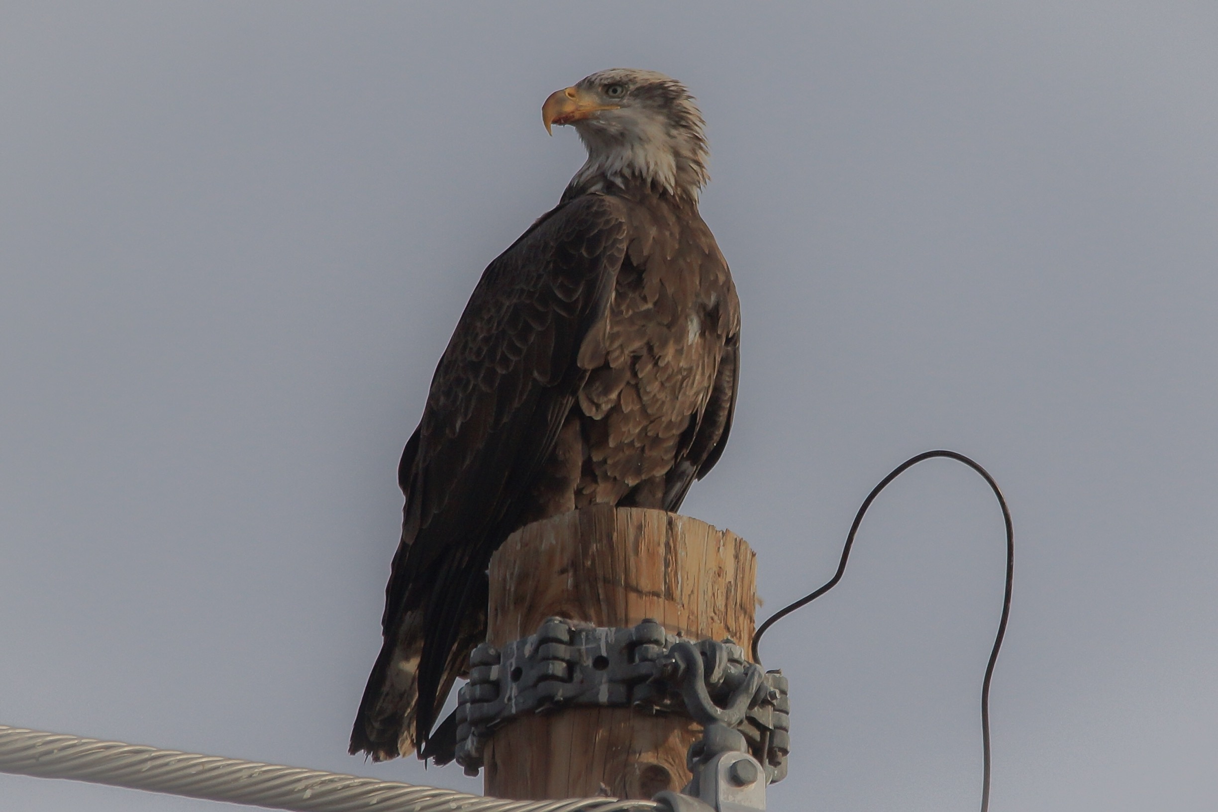 Bald eagle at Gilbert water ranch. This was my first bald eagle in the wild. What an amazing and beautiful bird #wildlife