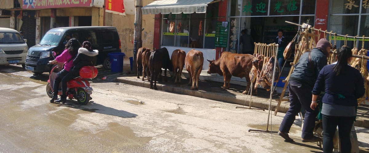 This was once a little village outside of Kunming. It is now less than one mile from my modern apartment complex and is next to the newly built subway line. Across the way is a cement factory which is churning out the liquid foundation for the new urban complex emerging all around this cultural backwater. The living meat to the left will soon become the hanging meat to the right which will presumably be served to the locals dining inside the restaurant. I can only imagine what they talk about.