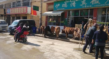 This was once a little village outside of Kunming.  It is now less than one mile from my modern apartment complex and is next to the newly built subway line.  Across the way is a cement factory which is churning out the liquid foundation for the new urban complex emerging all around this cultural backwater.  The living meat to the left will soon become the hanging meat to the right which will presumably be served to the locals dining inside the restaurant.  I can only imagine what they talk about.