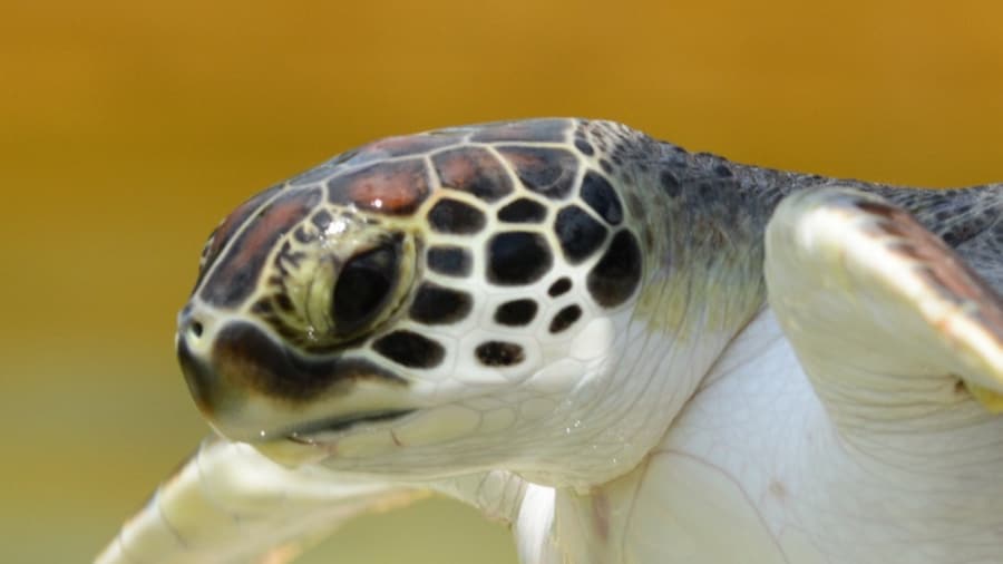 Cayman Turtle Centre