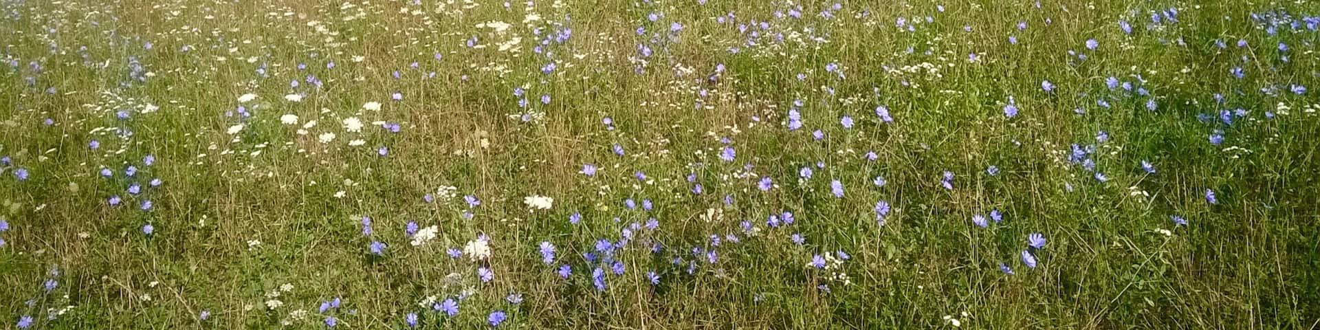 Beautiful meadow whilst travel through South Slovakia 2015