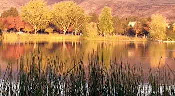 Pond at sunset