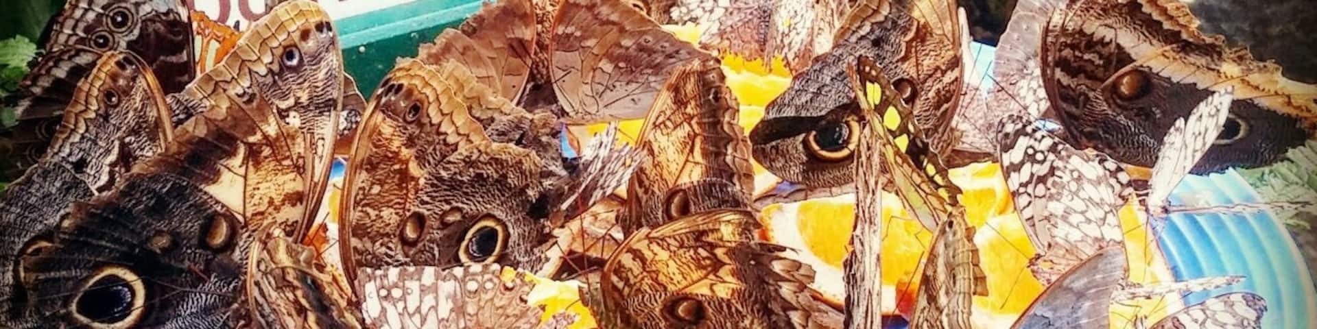 Never saw so many butterflies feeding #lifeatexpedia