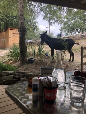 😜 petit resto sympa en compagnie des ânes