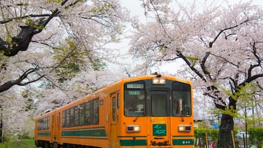 In late of April, cherry blossom along the rail line of Kanagi is a must visit sight seeing spot in Aomori, North East of Japan.  