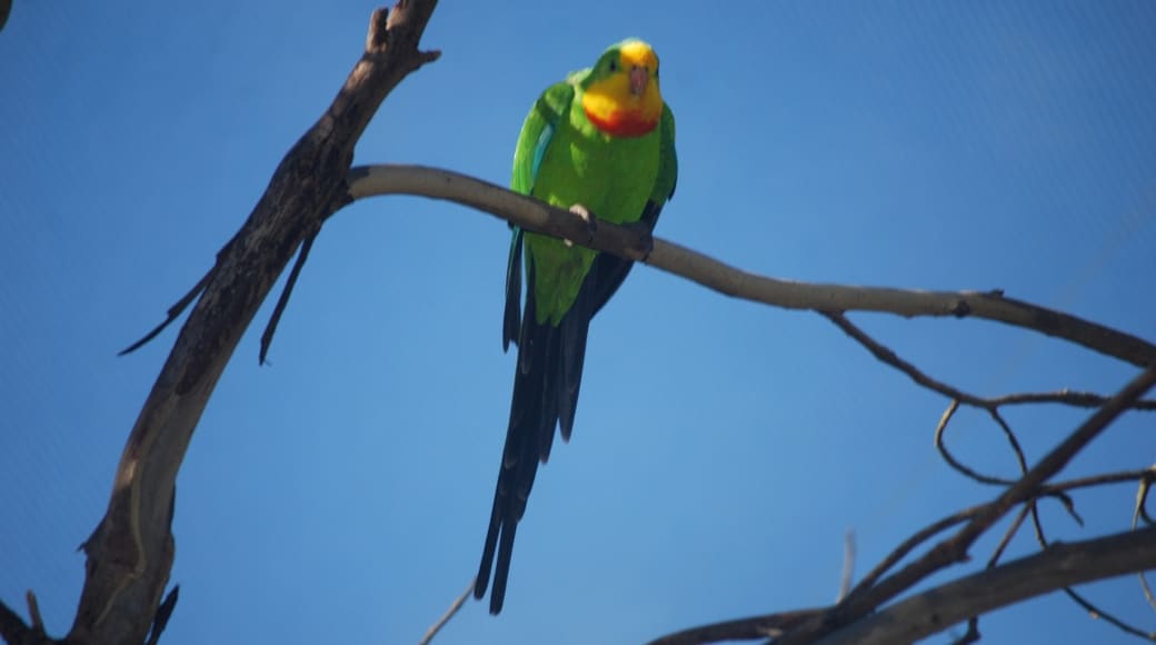 Ballarat Bird World, Ballarat, Victoria, Australia