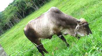 Brazilian cebú.