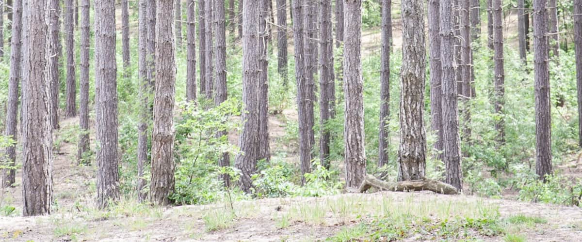 Forest in Averbode
