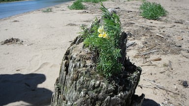 A couple of small flowers chose this stump on the shoreline of Lake Michigan to be their home.