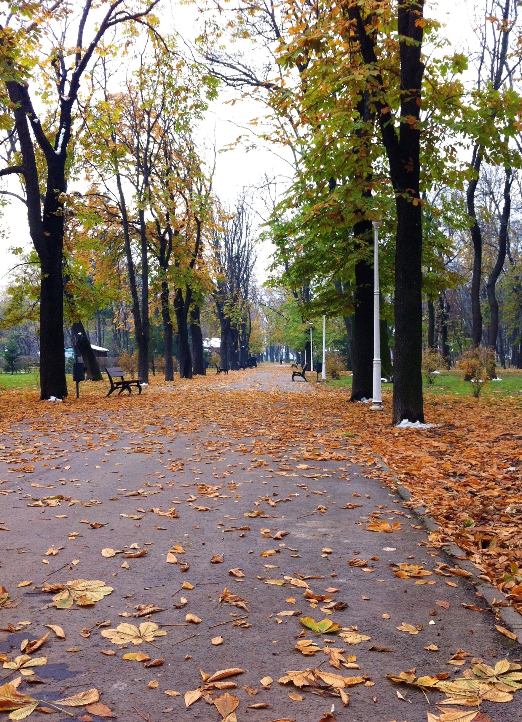 Discovering hidden alleys in a park lost among the fallen autumn leaves.. One of Bucharest's simplest pleasures