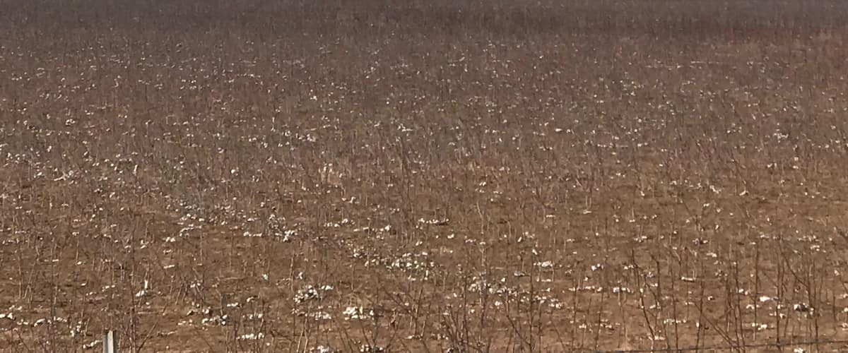 There are a whole bunch of windmills out here on the way to Lubbock!