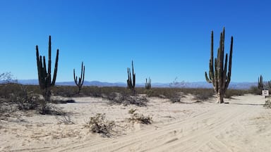 The Valle De Los Gigantes (Valley of the Giants) features the world's largest forest of cardón cacti, the tallest growing cactus in the world. The massive cardóns are only found in Baja California and Sonora, Mexico, and are capable of growing to heights of well over 60 feet and can weigh up to 25 tons. These slow growing plants also have an equally impressive lifespan, often reaching ages of up to 300 years. Valle De Los Gigantes is a short drive south of San Felipe, Mexico, an easy day trip into the desert.
#outdoors #desert #cactus #Baja #Mexico 