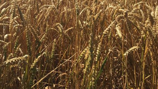 Foto tomada por Łukasz Góralczyk