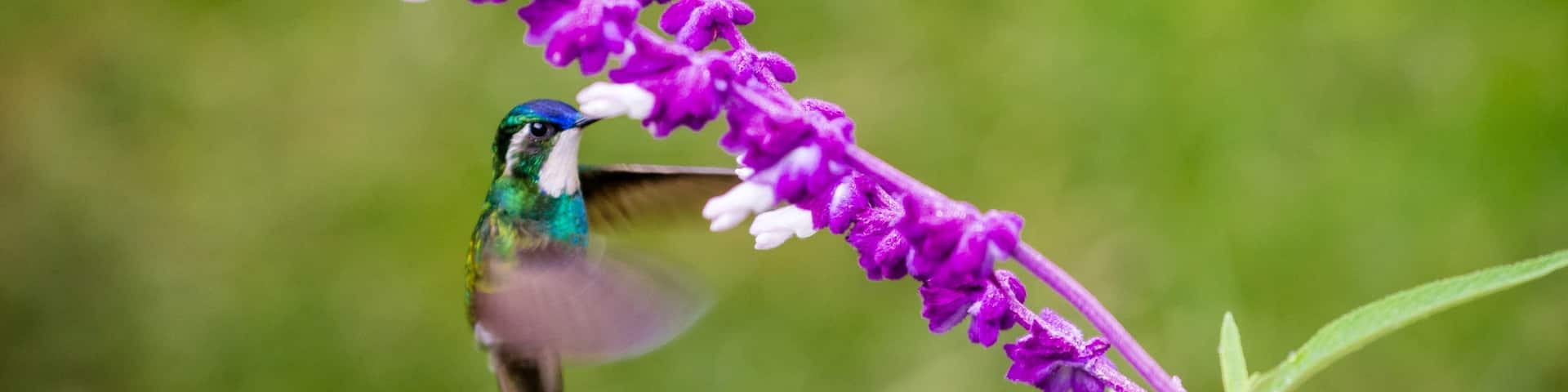 Hummingbirds are among my favorite birds, they look like small flying jewelry, don't you agree? Come to Costa Rica and you will see a big variety of them.
#costarica #birds #wildlife