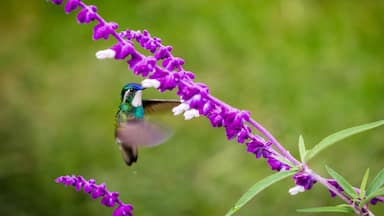 Hummingbirds are among my favorite birds, they look like small flying jewelry, don't you agree? Come to Costa Rica and you will see a big variety of them.
#costarica #birds #wildlife
