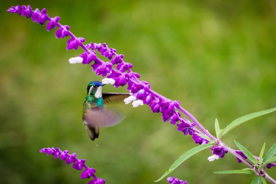Hummingbirds are among my favorite birds, they look like small flying jewelry, don't you agree? Come to Costa Rica and you will see a big variety of them.
#costarica #birds #wildlife