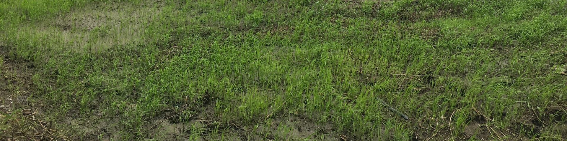 Rice Patties in Thailand’s Bueng Sam Phan district 
#Trovember