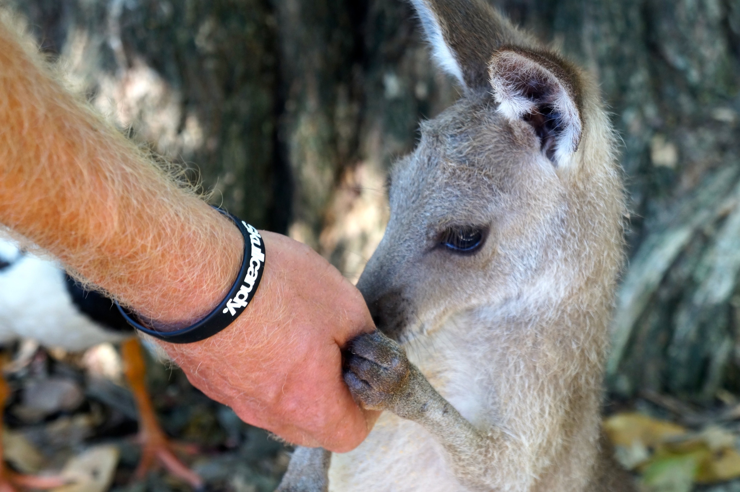 Want to make friends with an insanely cute wallaby? The Wildlife Habitat in Port Douglas has a huge outdoor area where you can feed wallabies and kangaroos with special pellets! How cute!

www.cheskiesgaplife.com