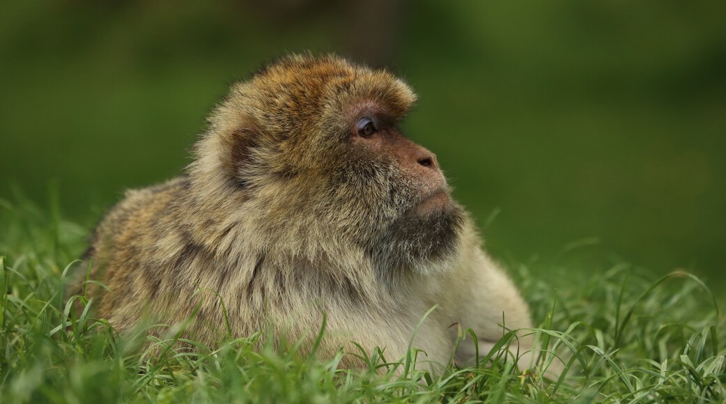 Zoo Trentham Monkey Forest, Stoke-on-Trent, Inghilterra, Regno Unito
