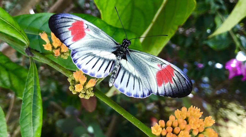 Butterfly World lepkeház, Coconut Creek, Florida, Egyesült Államok