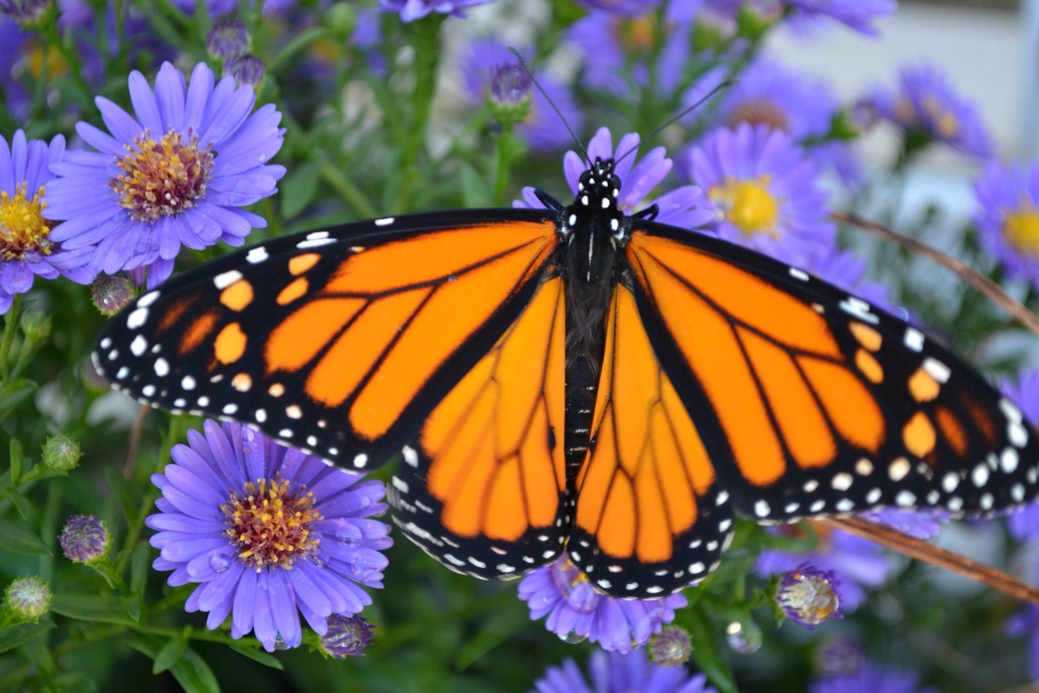 Monarch butterfly. at Coastal Maine Botanical Gardens
Boothbay Harbor, ME
#BestOf5