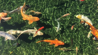 The Koi pond at Grootbos Nature Reserve Resort.