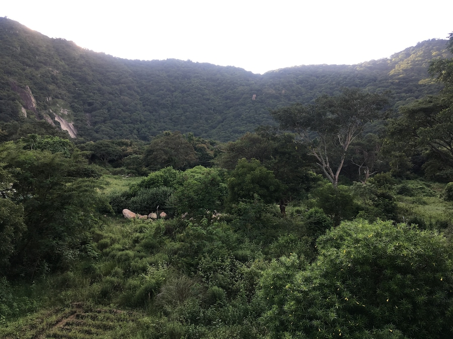 Rejuvenation at the foothills of the Western Ghats, Coimbatore, India. Cool temperatures of 20 degrees C and fresh air filtered by neem and gum trees in the vicinity.
#MyBackyard #avp #ayurvedahospital #westernghats #coimbatore #tamilnadu #india