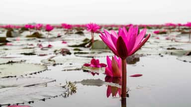 Even on a foggy morning of an overcast day, the sheer scale of the Red Lotus Sea near Udon Thani, #Thailand 🇹🇭, and the vibrance of the #flowers is amazing!
#LifeAtExpedia