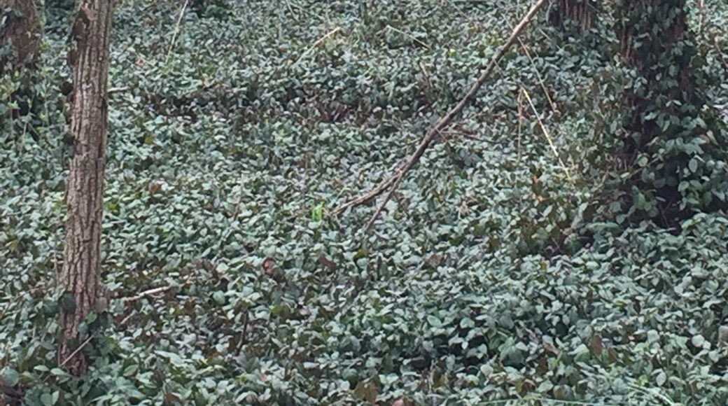 Foto de Hyelsinta